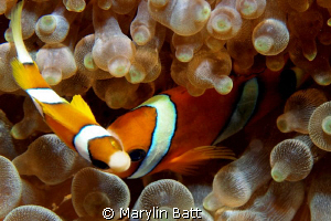 Clown fish giving me the eye by Marylin Batt 
